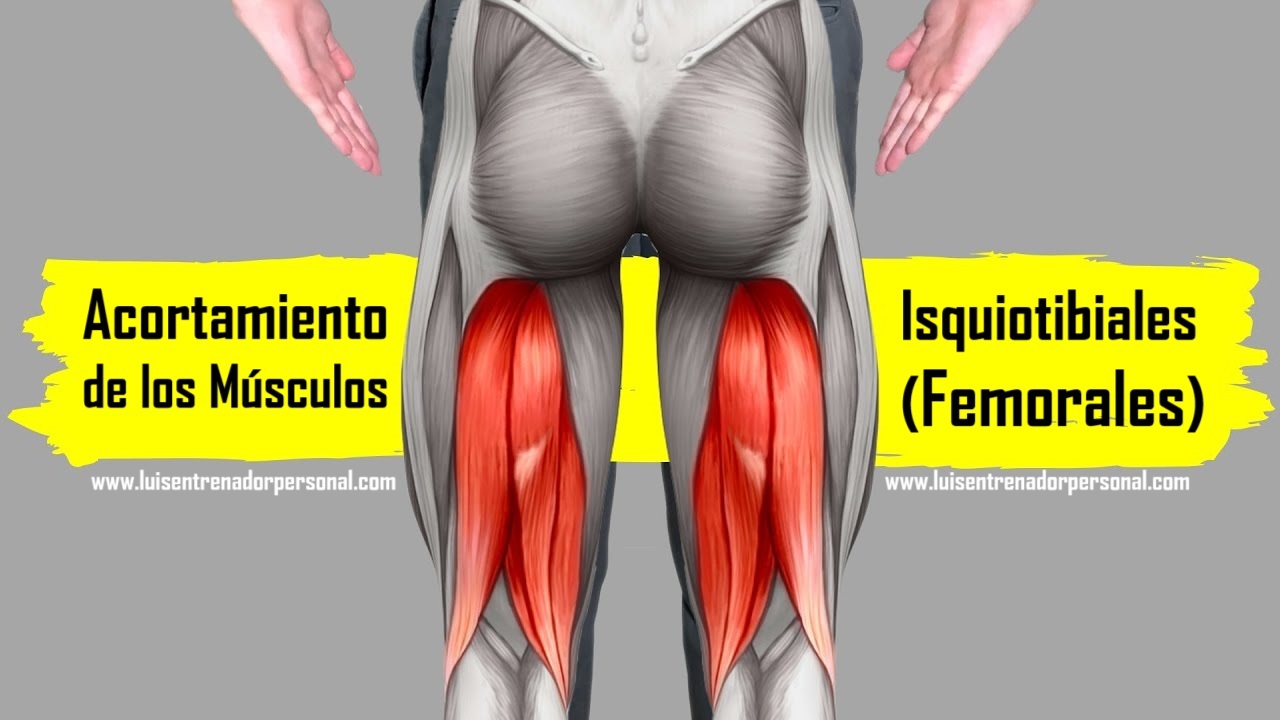 Acortamiento de los Músculos Isquiotibiales