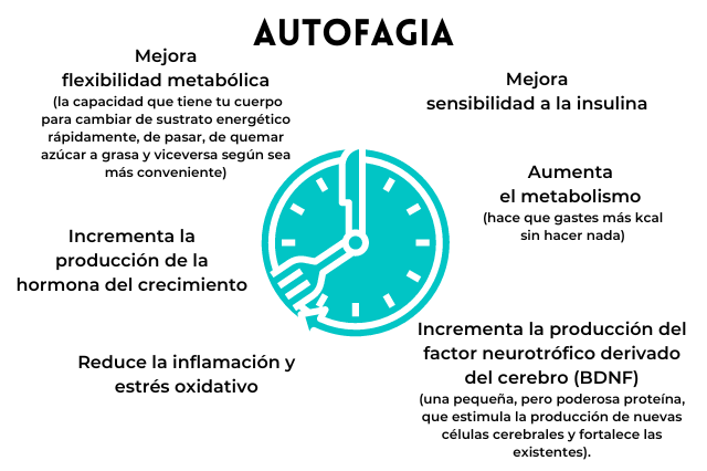 Ayuno Intermitente y Autofagia