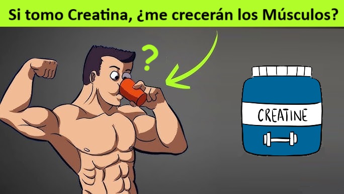 Si tomo Creatina, ¿me crecerán los músculos?