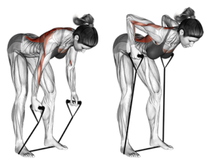 Entrenamiento completo con Gomas Elásticas