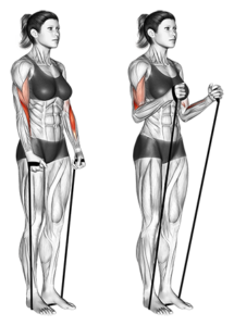 Entrenamiento completo con Gomas Elásticas