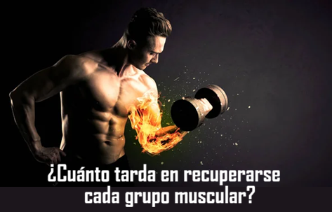 ¿Cuánto tarda en recuperarse cada grupo muscular?